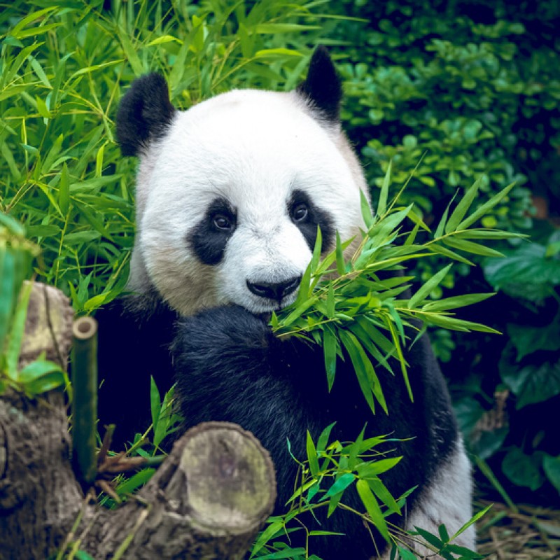 Beijing, Xian, Chengdu, Chongqing, Zhangjiajie & Shanghai