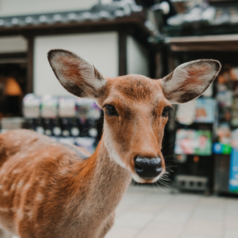 Tokyo, Hakone, Kyoto, Nara, Kanazawa, Shirakawago, Takayama, Gero & Osaka