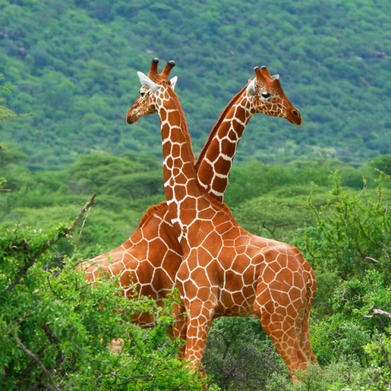 Johannesburg, Kruger & Cape Town