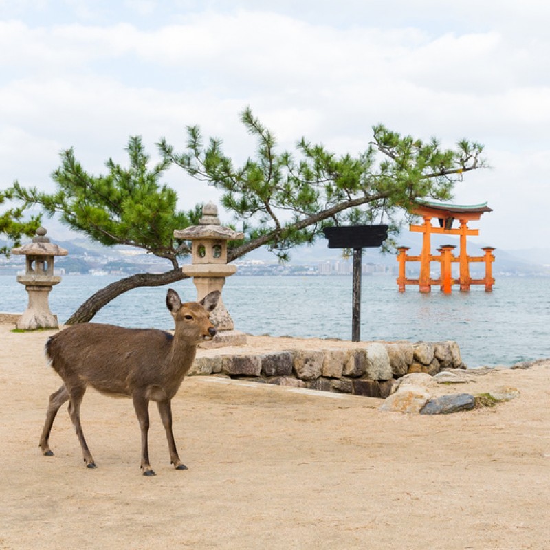 Tokyo, Kyoto, Kanazawa, Gero, Nagoya, Toba, Nachi-Katsuura & Osaka