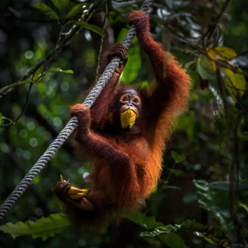 Kuala Lumpur, Kuching, Kota Kinabalu, Kinabalu Park, Sandakan & Sukau