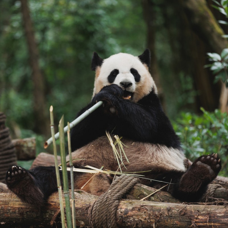 Beijing, Xian, Chengdu, Chongqing, Zhangjiajie, Wulingyuan & Shanghai
